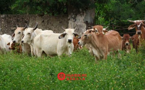 伊达尔戈州发现9例“Gusano barrenador”感染病例