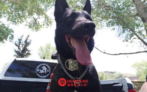 执行任务时牺牲的警犬维科