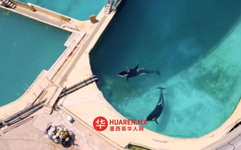 那些被遗弃在法国水族馆里的虎鲸们会怎么样呢？