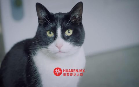 墨西哥埃多梅克斯州纳乌卡尔潘一家披萨店员工殴打猫咪
