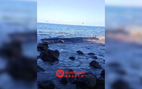 锡那罗亚州圣伊格纳西奥海岸发现搁浅鲸鱼