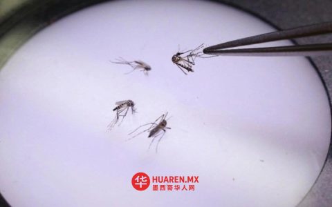 科弗里斯批准武田实验室研发的登革热疫苗