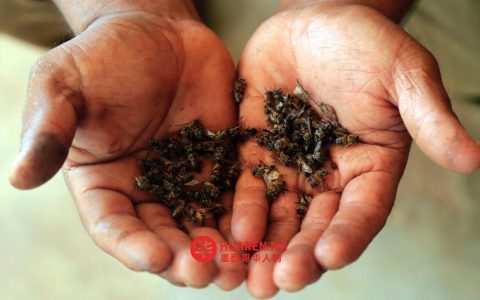 霍佩尔切恩（Hopelchén）的玛雅养蜂人向联合国报告员举报，称当地有人使用有毒杀虫剂。
