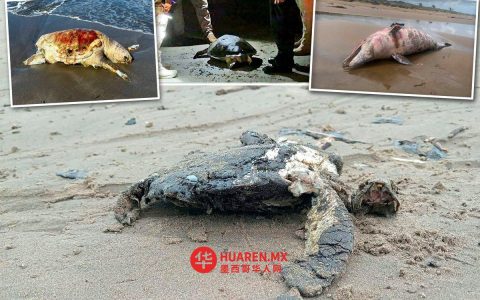 在韦拉克鲁斯海岸发现3只死亡海龟