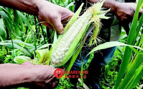 政府向玉米生产者发放近19亿比索补贴