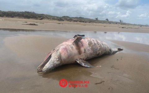 韦拉克鲁斯再现死亡海豚，此前曾有私人船只石油泄漏