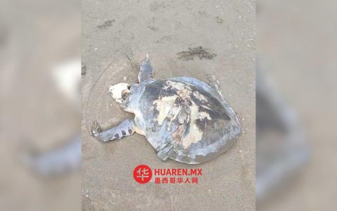 在科阿特萨科阿尔科斯（Coatzacoalcos）发现死亡海龟与新碳氢化合物矿藏