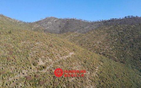 墨西哥塔毛利帕斯州米基乌阿纳地区“Puerto del Volcán”森林火灾已扑灭