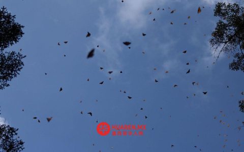 墨西哥、欧盟和加拿大正在共同努力，保护帝王蝶的迁徙路线——谢因鲍姆（Sheinbaum）