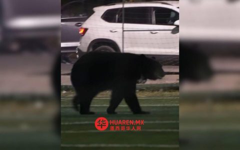 黑熊突闯新莱昂州美式足球训练场