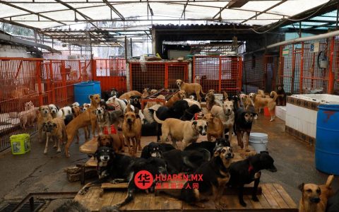 他们要求进行专家分析，以确定弗朗西斯克修道院的房产是否仍可以继续用于饲养狗。