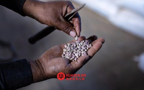 到2030年，11万名豆类生产者将受益于该计划
