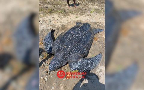 在瓦哈卡州，人们成功救出了一只重达300公斤的海龟“Laúd”。这只海龟被海流卷入海底，被拖行了2公里后才被找到。
