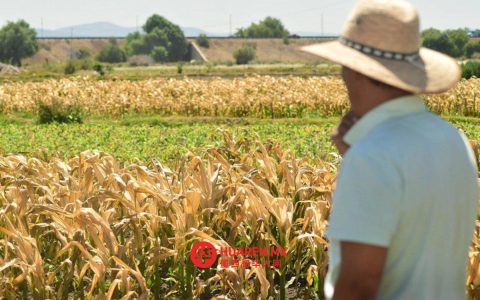 锡那罗亚州承诺采购280万吨玉米
