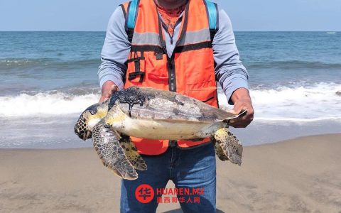 六只死海龟在韦拉克鲁斯海滩被发现，当地居民疑为海浪所致
