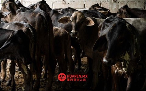 塔毛利帕斯州发现29头牲畜感染“破坏性蠕虫”