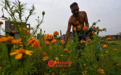 42种野生植物被瓦哈卡社区用于自给自足，联合国大学墨西哥分校确认其用途