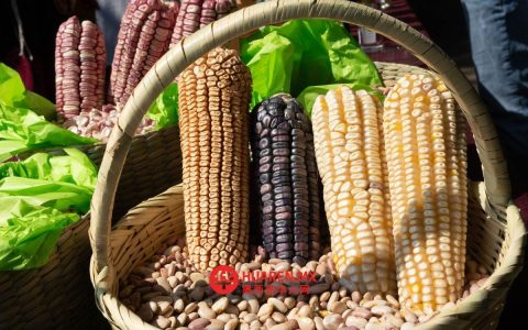 他们同意在锡那罗亚州（Sinaloa）销售330万吨白玉米，供应秋冬季需求。