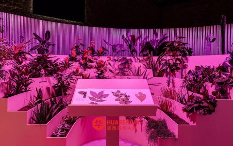 他们用艺术装置“植物议会”为墨西哥特有物种发声