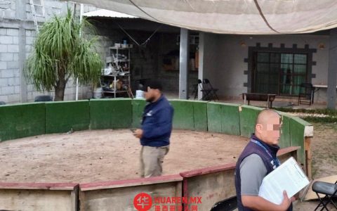 克雷塔罗州查获一处非法斗鸡窝点