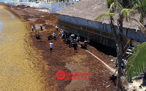 金塔纳罗奥州海藻泛滥加剧，南部半数海滩进入警戒状态