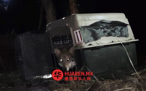墨西哥灰狼在奇瓦瓦州重归野外