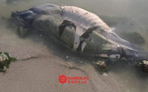 在切图马尔海域发现海牛尸体 警方调查是否遭船只撞击