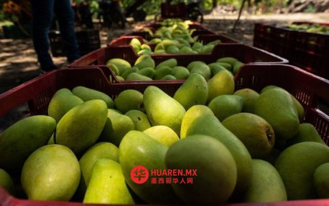 萨德尔：今年对欧盟芒果出口量有望突破35万吨