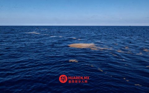 墨西哥环境部将派船赴加勒比海清理海藻