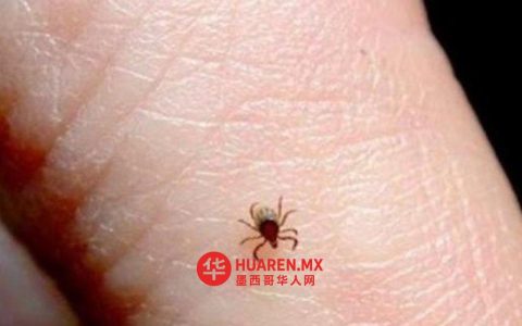 2026年，华雷斯市7人死于蜱虫传播的立克次体病