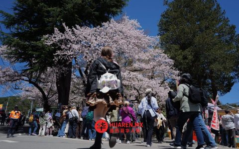 樱花季游客爆棚，日本小镇生态承压
