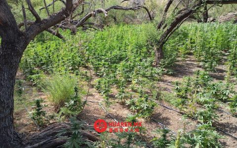 塞马尔在不列颠哥伦比亚省九个种植园查获6700公斤大麻