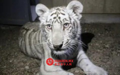一只虎崽在哈利斯科州特拉霍穆尔科（Tlajomulco）街头游荡，被民众发现后获救