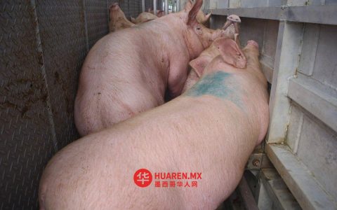 墨西哥暂停进口部分美国猪肉产品，因疑感染伪狂犬病病毒