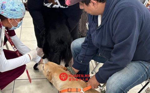 为20万只流浪狗提供救助，捕获将使用麻醉针