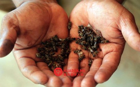 新拉雷多市一年救下320多群蜜蜂