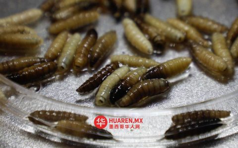 塔毛利帕斯州启动卫生应急响应，应对“破坏性蠕虫”病例