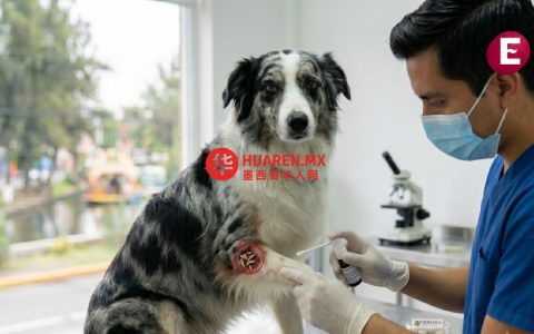 杜兰戈省首次发现狗感染寄生虫病