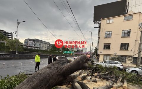 强风雨致Cuauhtémoc市树木倒塌