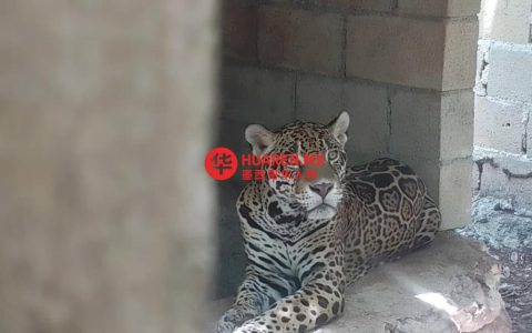 普拉亚德尔卡门救援无水无食的美洲豹、美洲狮和鸟类