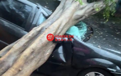 强风暴致米格尔·伊达尔戈区180余树木倒塌