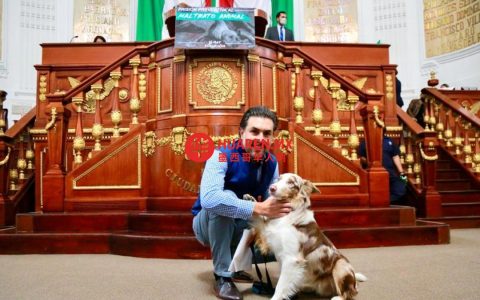 墨西哥绿党呼吁设立动物虐待犯罪专门检察官