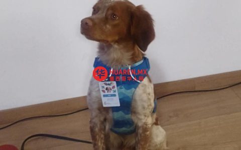 萨尔蒂略水务公司引入新“嗅探犬”Rex，助力隐形漏水检测